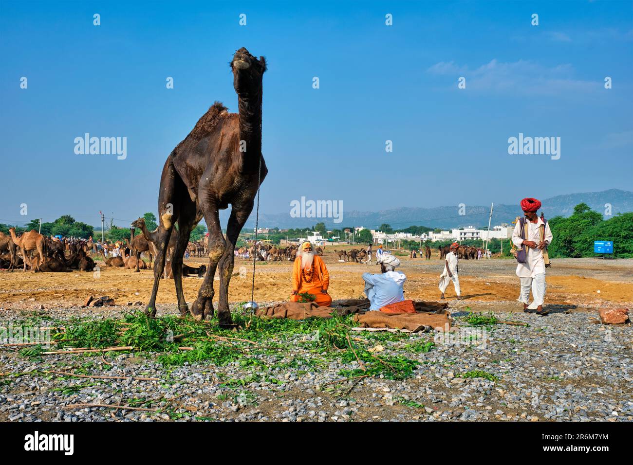 Indische Männer und Kamele auf dem Kamelmarkt Pushkar (Pushkar Mela) Stockfoto