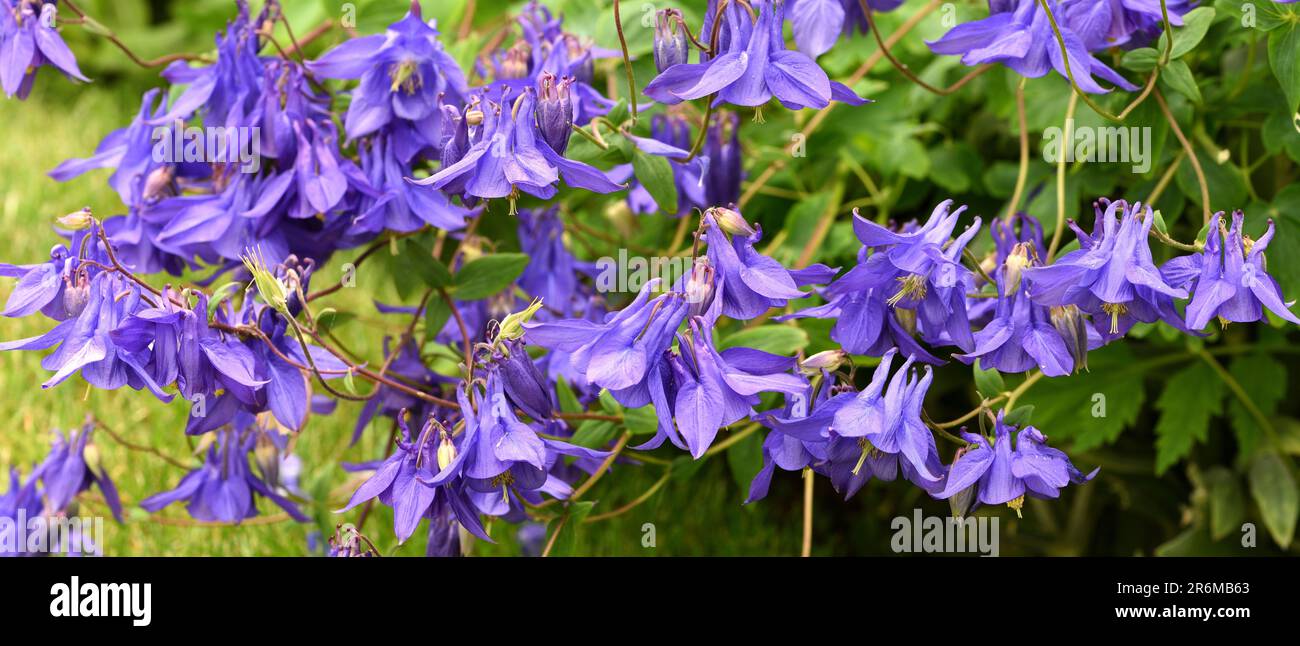 Ein Cluster von blaue Akelei Blumen. Stockfoto