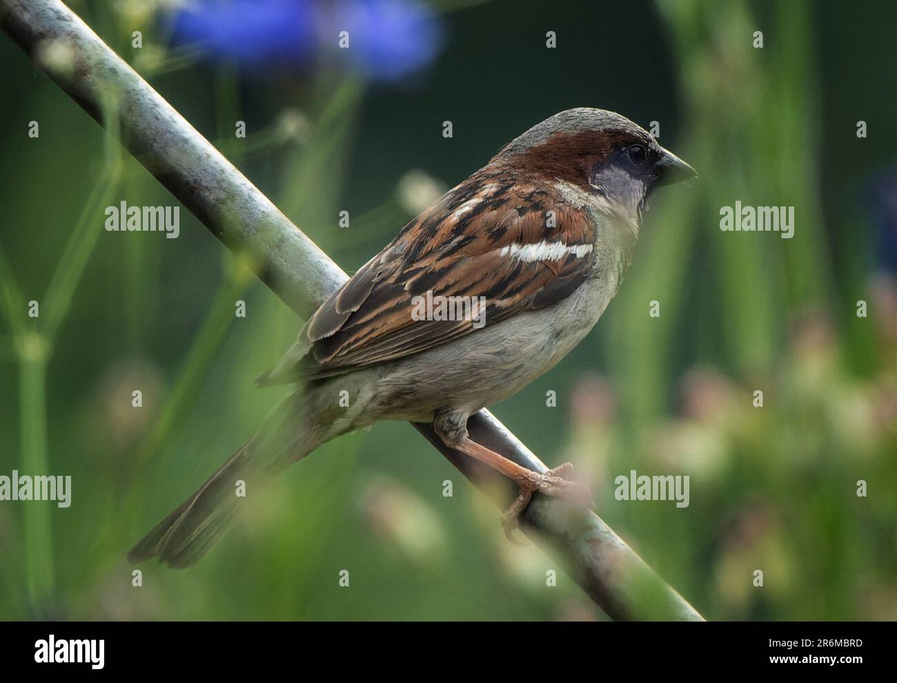 Ein kleines Einkaufszentrum Sparrow sitzt im Garten Stockfoto