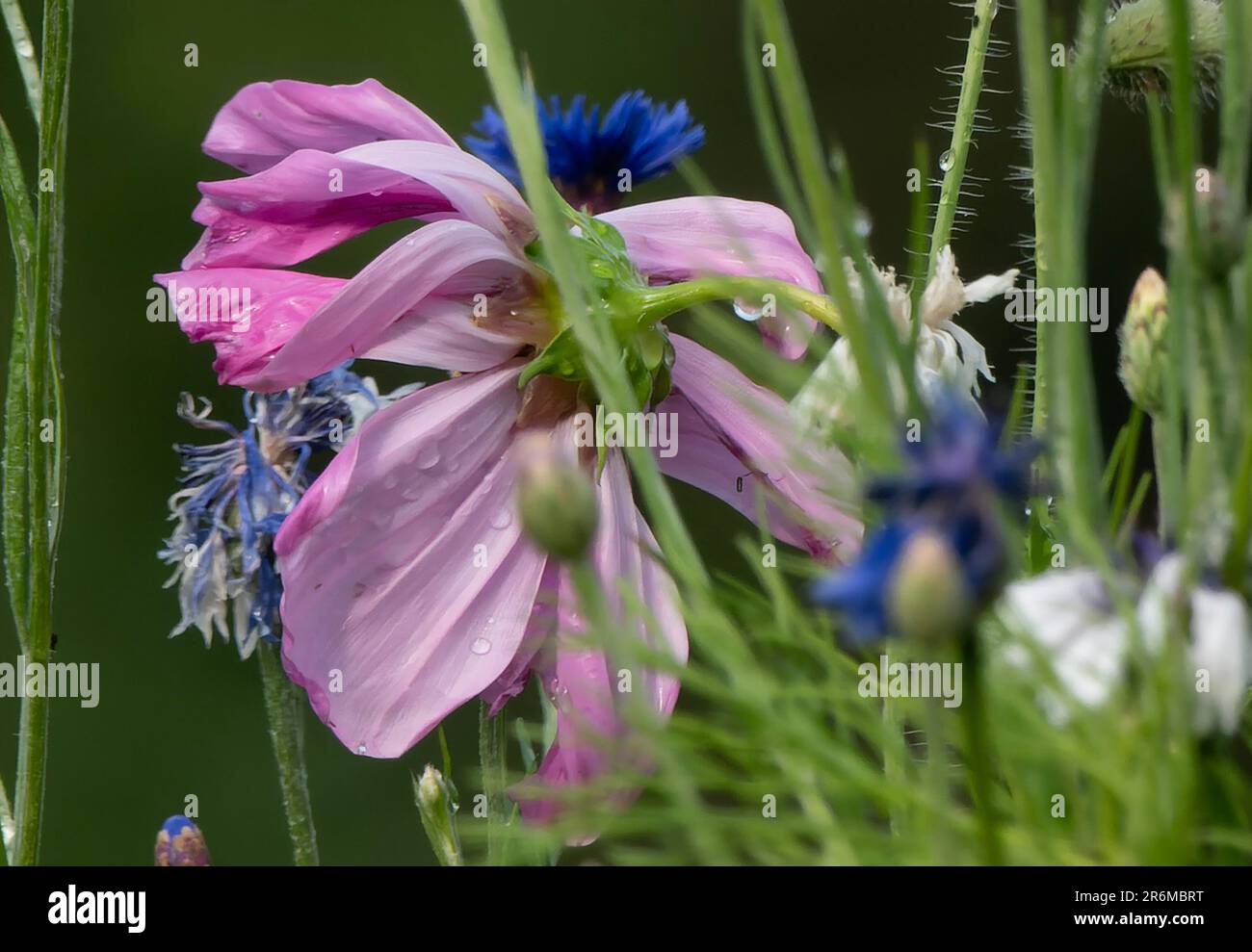 Ein Kosmos im Juni blüht Stockfoto