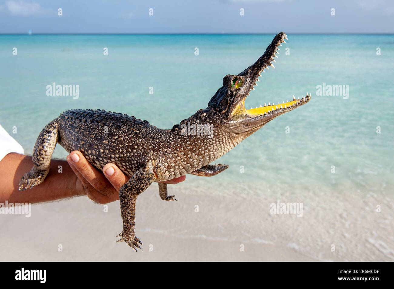 Varadero Beach, Kuba. Ein kleines kubanisches Krokodil, das in Kuba endemisch ist. Stockfoto