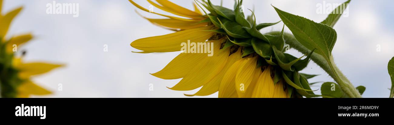 Universelles Banner 4x1 für verschiedene Berufe mit Sonnenblumen Stockfoto