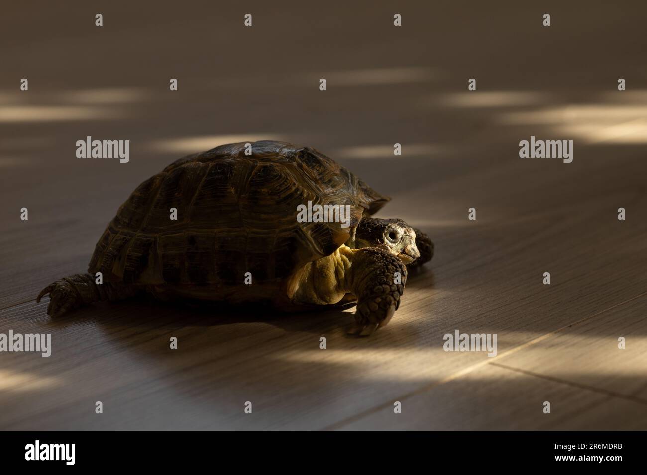 Eine Landschildkröte krabbelt in einem Raum auf dem Boden Stockfoto