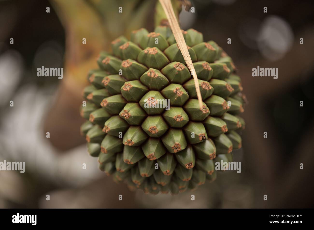 Große runde grüne Frucht von Pandanus utilis, gewöhnliches Schraubenpflaume, natürlicher Makrohintergrund Stockfoto