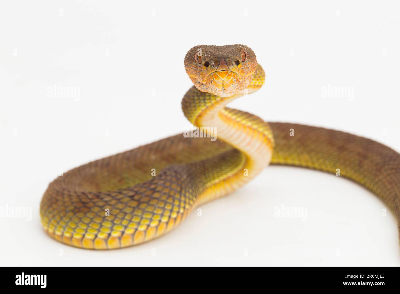 Trimeresurus purpureomaculatus Mangrove Grubenviper Schlange oder Shore Grubenviper isoliert auf weißem Hintergrund Stockfoto