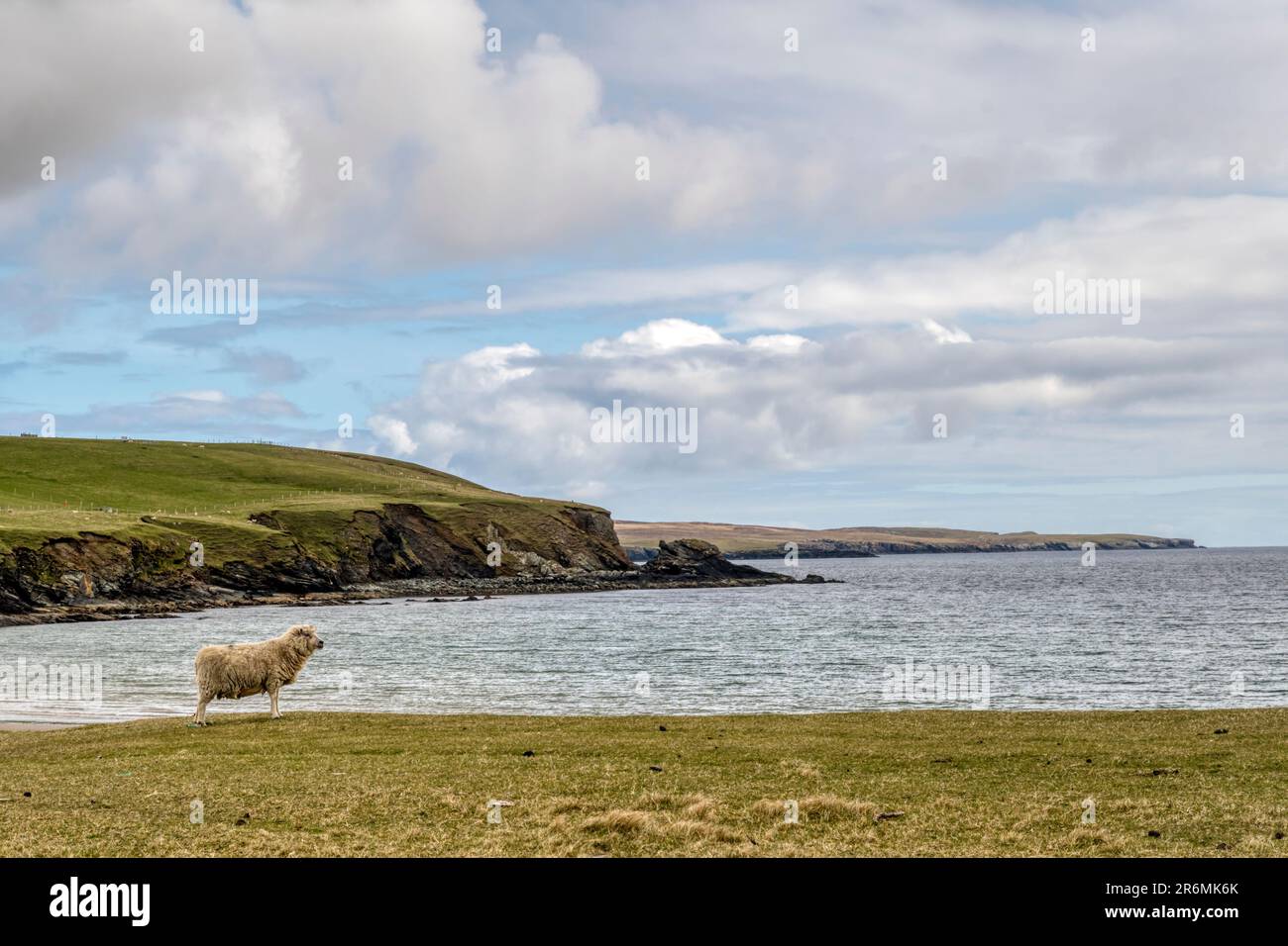 Ein Schaf, das über den Tresta-Strand auf Fetlar, Shetland, aufs Meer blickt. Stockfoto