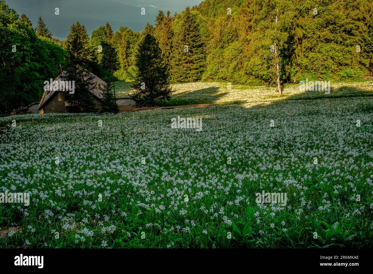 Landschaft mit Bergen und Himmel. Weiße Narzissen blühen im Frühling. Narcissus poeticus. Fasanenauge. Montreux, Schweiz. Stockfoto