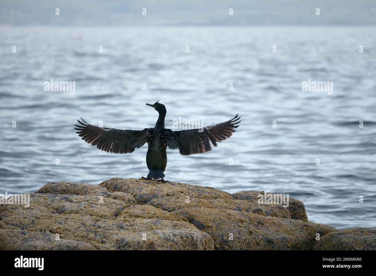 Großer Kormoran, Phalacrocorax Carbo, sitzt auf Stein und trocknet ...