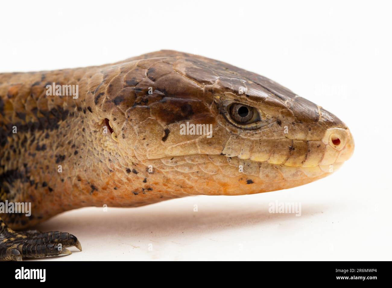 Riesenechse mit blauer Zunge oder Tiliqua gigas merauke, isoliert auf weißem Hintergrund Stockfoto