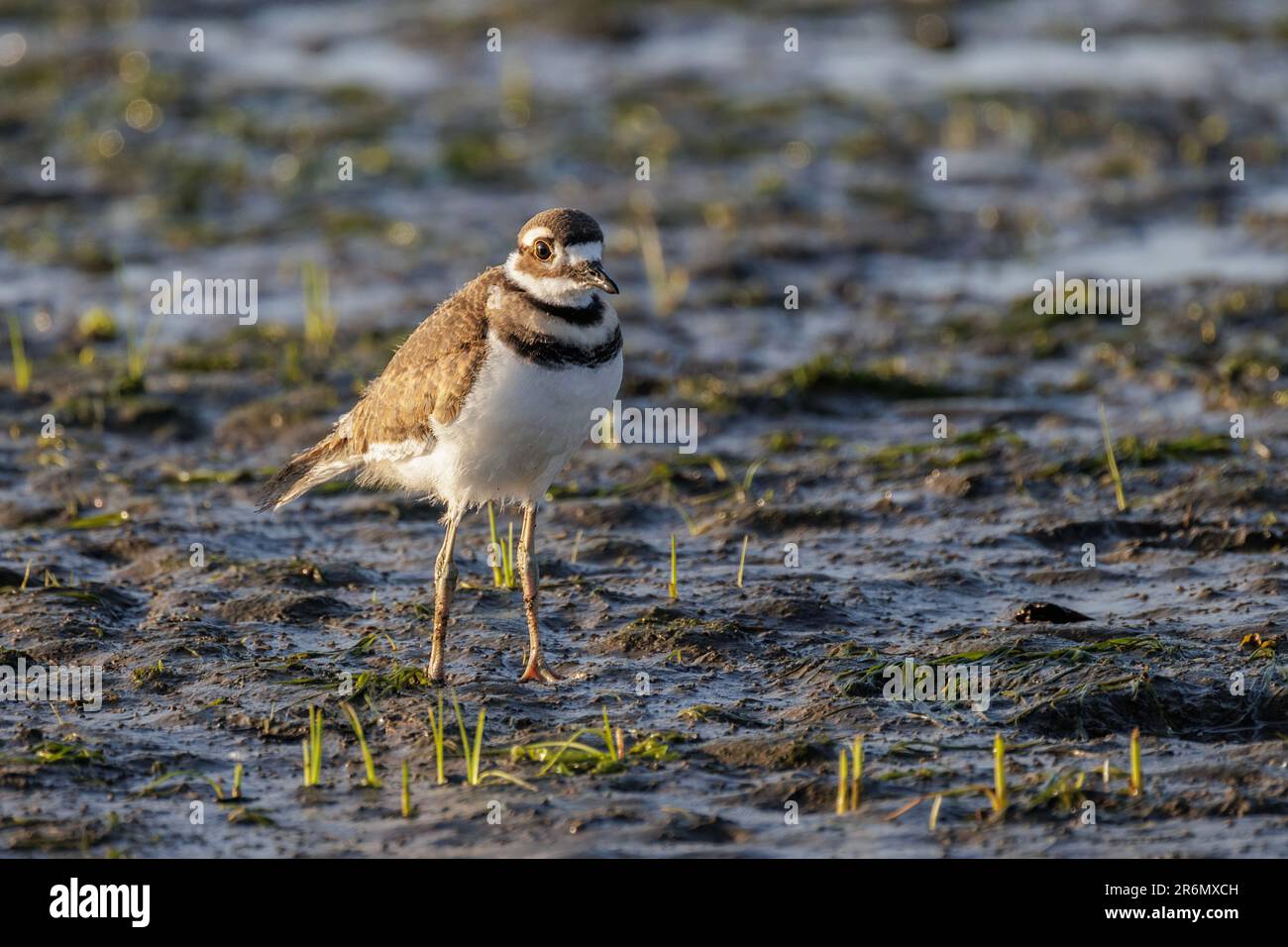 killdeer-Vogel-Baby in Vancouver BC Kanada Stockfoto