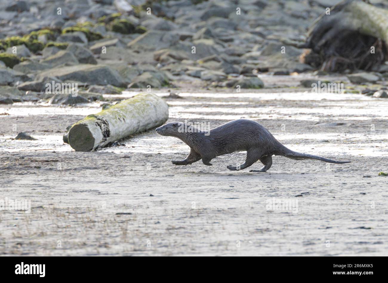 Nordamerikanischer Flussotter in Vancouver BC Canada Stockfoto