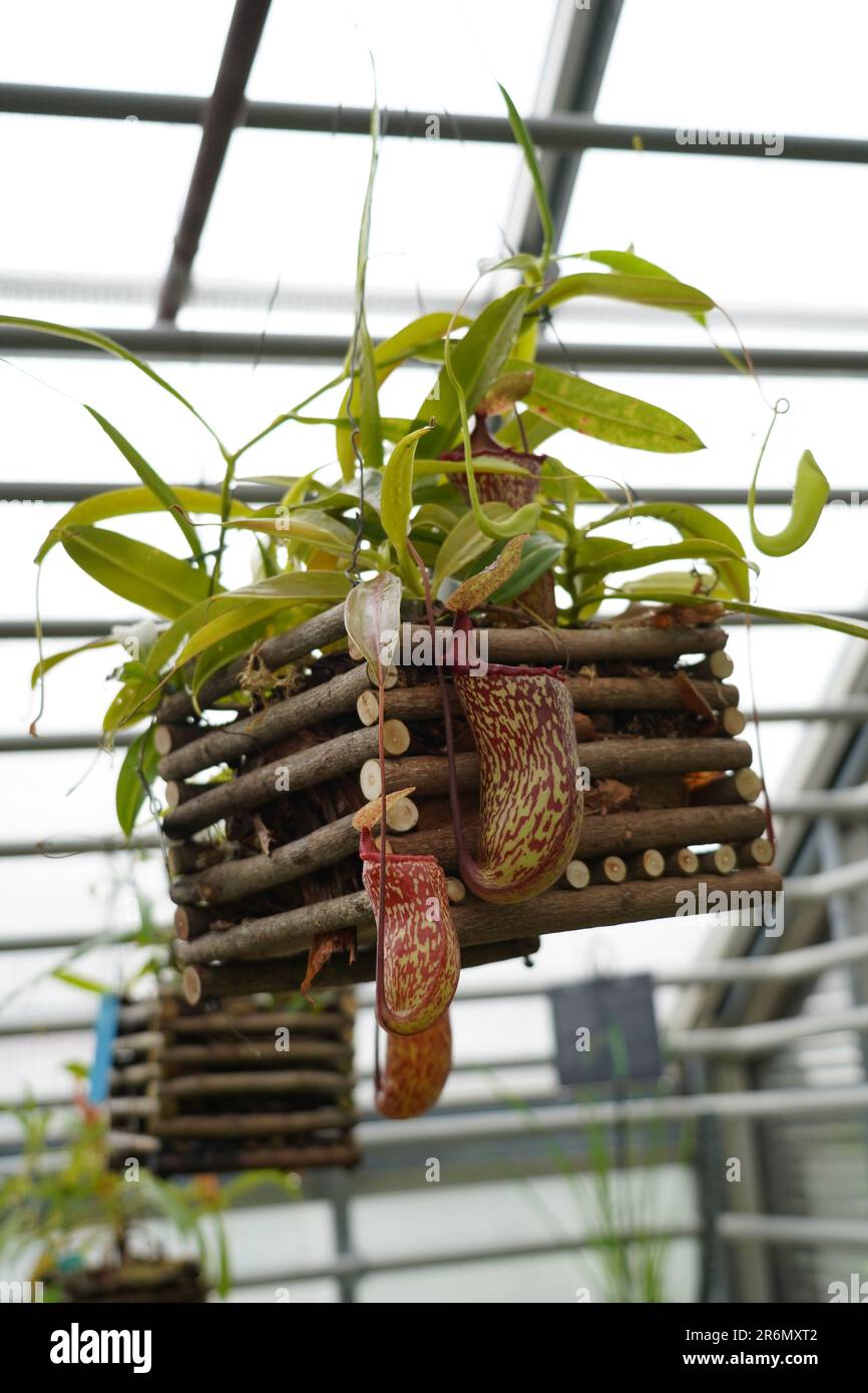 Nepenthes ventricosa, fleischfressende Pflanze, auch als tropische Pitcher-Pflanzen bezeichnet, die in einem Hängetopf in einem botanischen Garten kultiviert werden. Stockfoto
