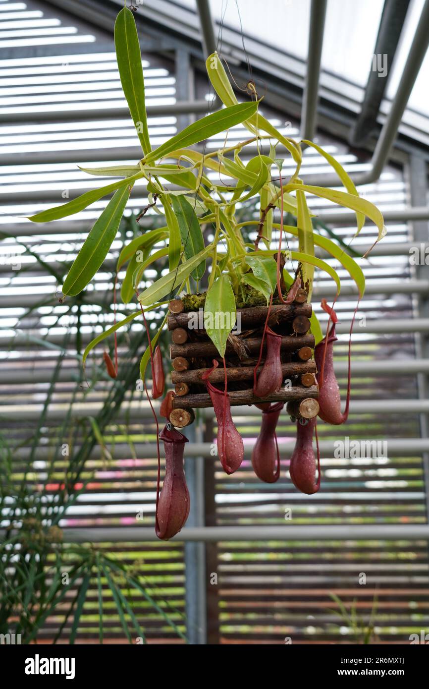 Nepenthes Coccinea, eine fleischfressende Pflanze, die auch als tropische Pitcher-Pflanzen bezeichnet wird und in einem Hängetopf in einem botanischen Garten kultiviert wird. Stockfoto