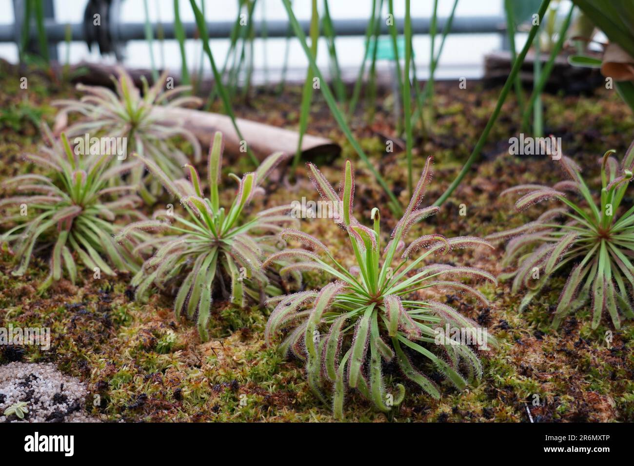 Die fleischfressende Pflanze Drosera capensis aus dem Gewächshaus eines botanischen Gartens. Stockfoto