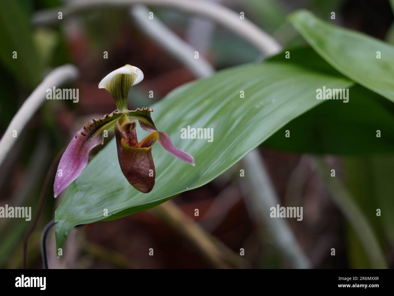 Orchidee genannt in lateinischem Paphiopedilum amabile, auch Venus Slipper genannt, mit einigen im Hintergrund und viel Platz zum Kopieren. Stockfoto