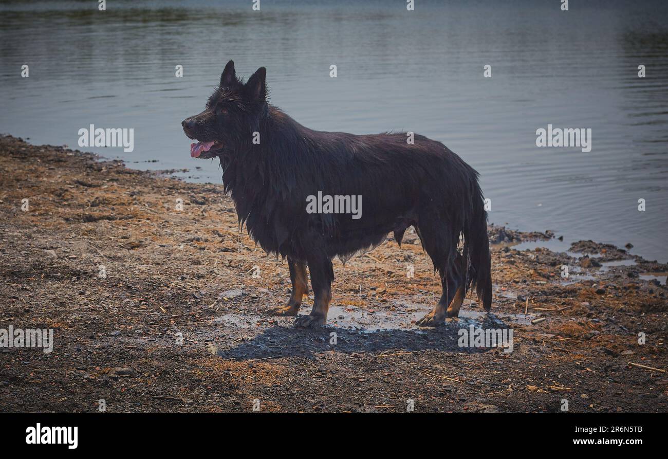 Großer deutscher Schäferhund tropfte nach dem Schwimmen vor der Aufmerksamkeit. Stockfoto