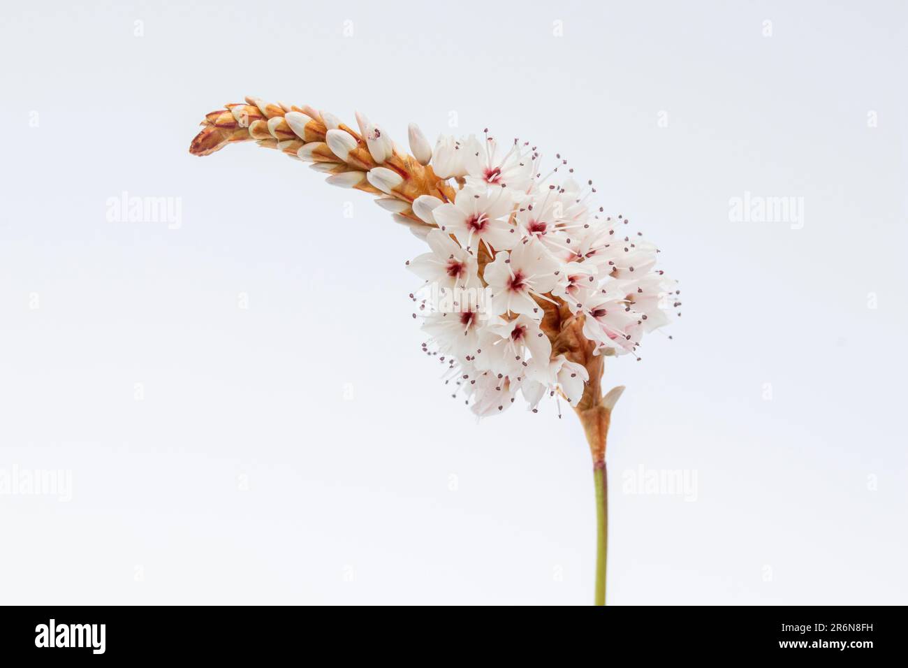 Persicaria affinis „Darjeeling Red“ vor weißem Hintergrund Stockfoto