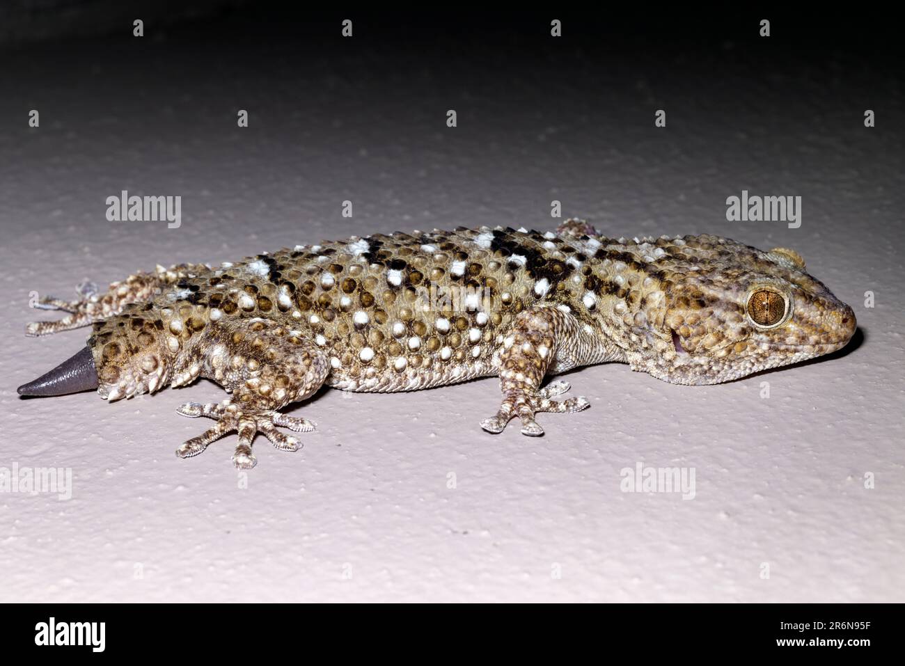 Bibrons dickzehiger Gecko (Chondrodactylus bibronii) fehlender Schwanz - Onguma Game Reserve, Namibia, Afrika Stockfoto