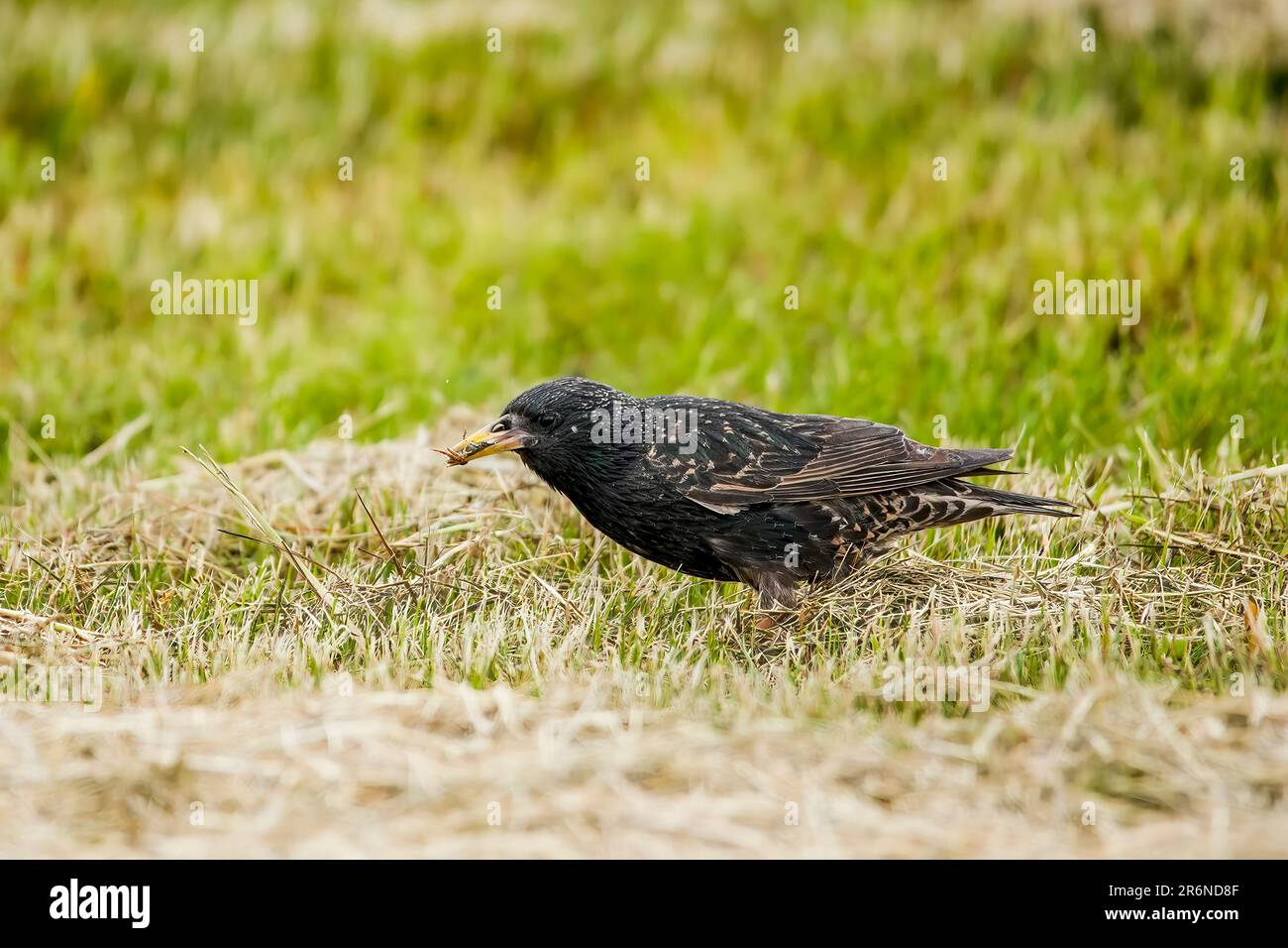 European Starling draußen auf Gras mit gefangenem Essen Stockfoto