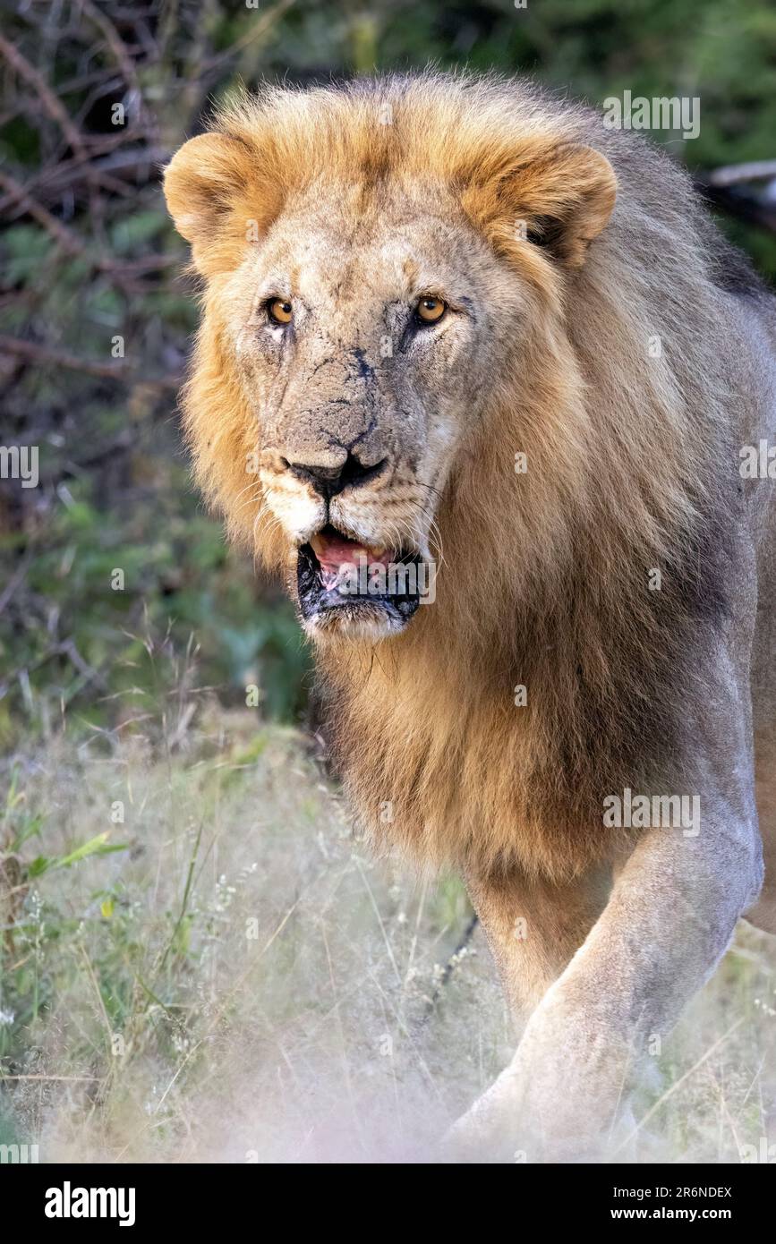 Alter männlicher Löwe (Panthera leo) – Onguma Game Reserve, Namibia, Afrika Stockfoto