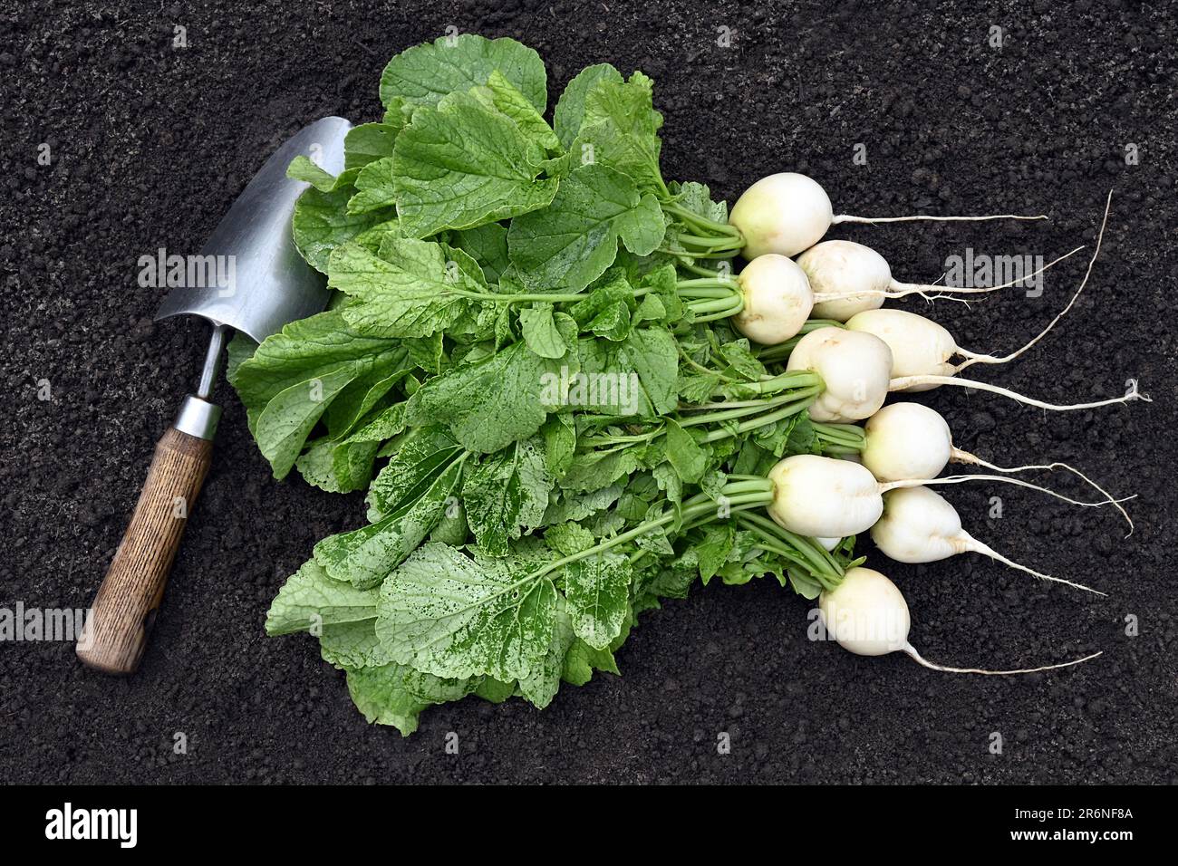 Blick von oben auf einen Haufen frisch geernteter weißer Radieschen mit Gartenkelle auf dunklem Boden in ökologischem Garten Stockfoto