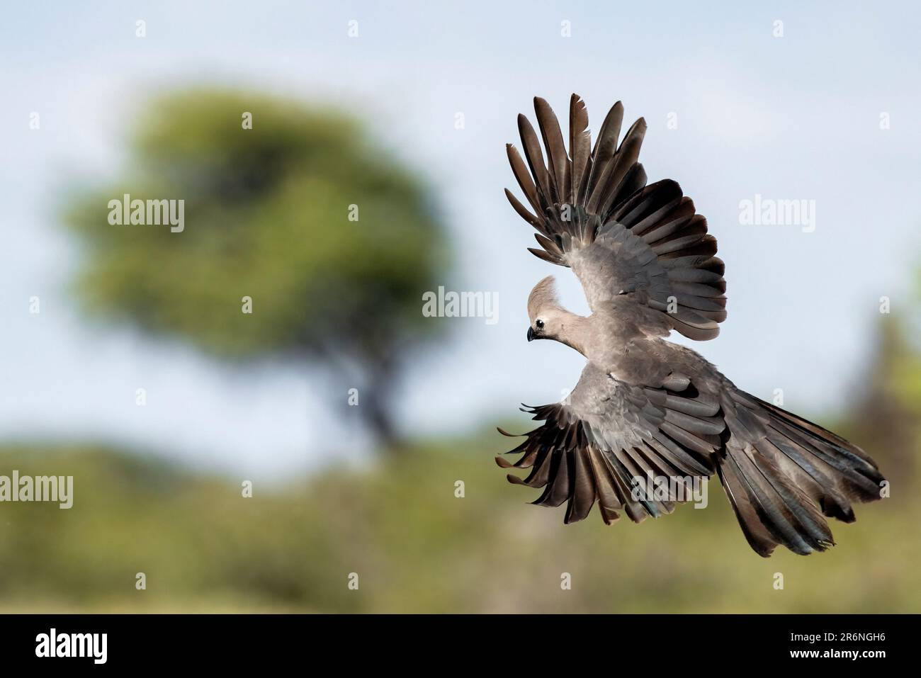 Grauer Go-Away-Vogel (Corythaixoides concolor) im Flug – Onkolo Hide, Onguma Game Reserve, Namibia, Afrika Stockfoto
