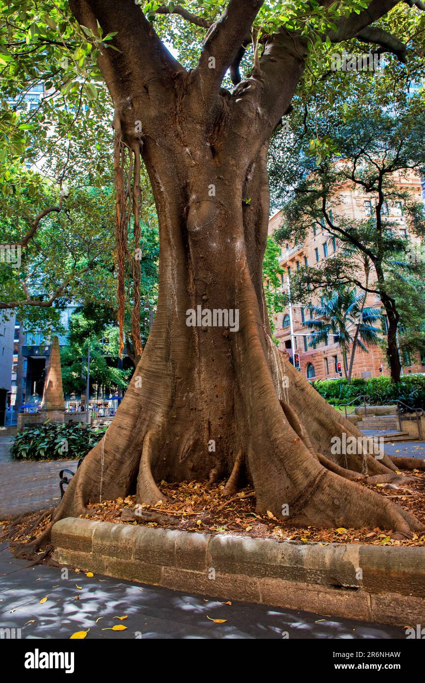 Moreton Bay Fig Tree (Ficus macrophylla) oder Australian banyan, Macquarie Place Park, Sydney, Australien Stockfoto