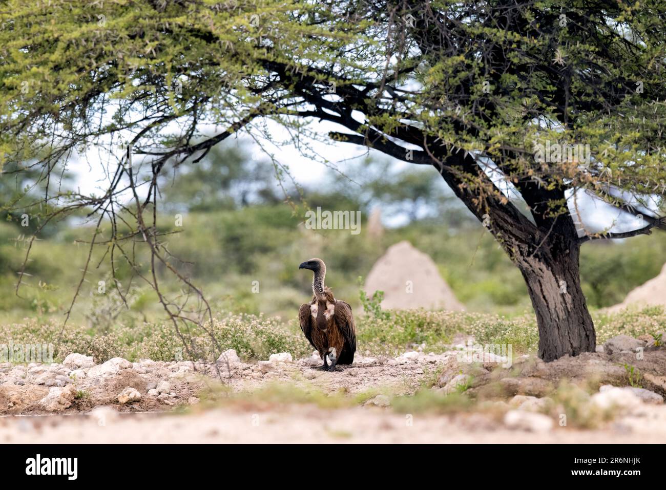 Weißrückengeier (Gyps africanus) – Onkolo Hide, Onguma Wildreservat, Namibia, Afrika Stockfoto