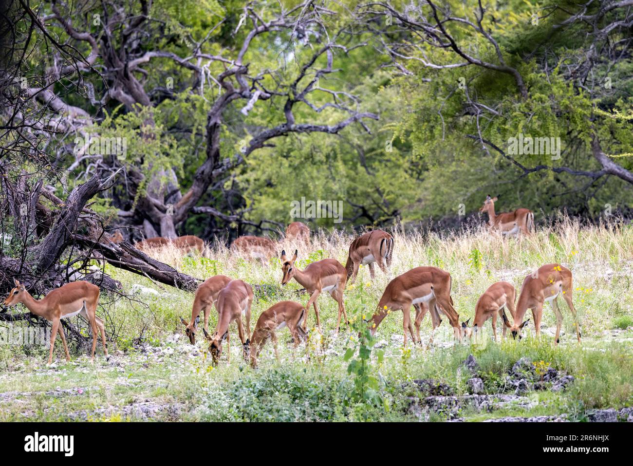 Herde von Impala (Aepyceros melampus) im Zeltlager, Onguma Wildreservat, Namibia, Afrika Stockfoto