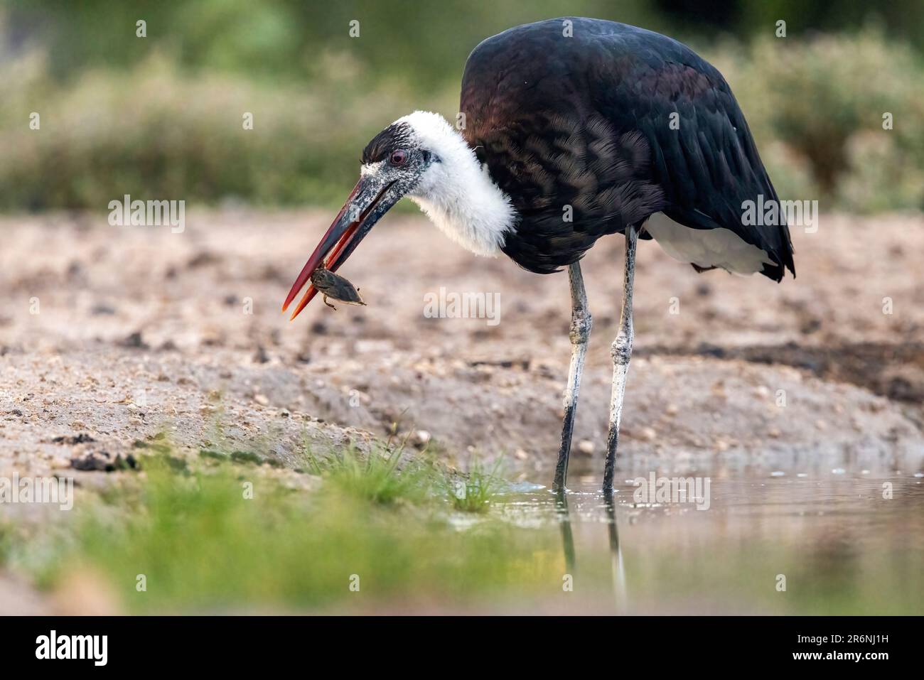 Afrikanischer Wollhalsstorch oder afrikanischer Wollhals (Ciconia microscelis) im Onkolo Hide - Onguma Game Reserve, Namibia, Afrika Stockfoto