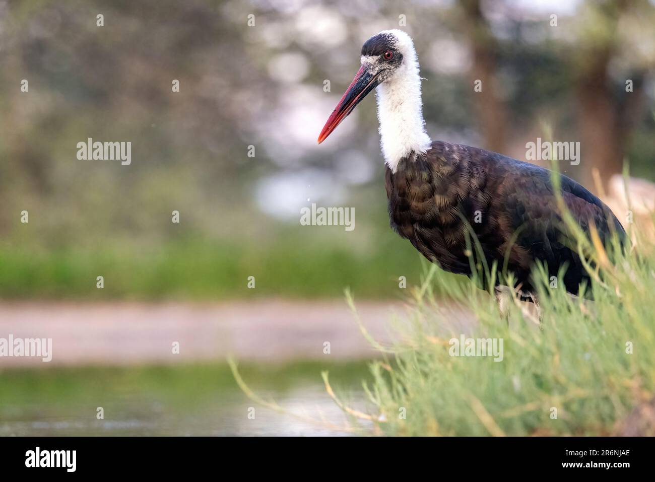 Afrikanischer Wollhalsstorch oder afrikanischer Wollhals (Ciconia microscelis) im Onkolo Hide - Onguma Game Reserve, Namibia, Afrika Stockfoto