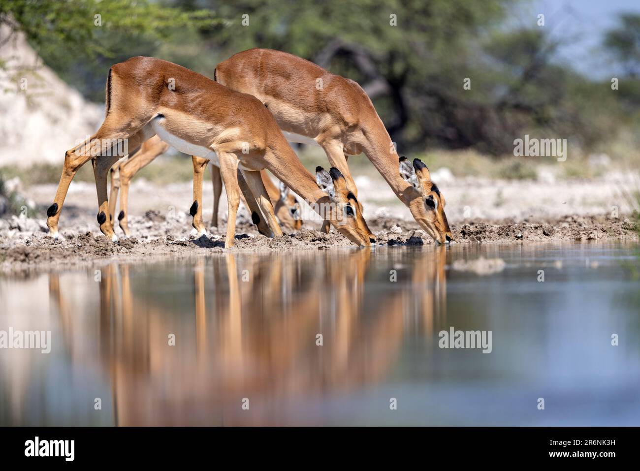 Impala (Aepyceros melampus) trinkt am Wasserloch im Onkolo Hide, Onguma Game Reserve, Namibia, Afrika Stockfoto