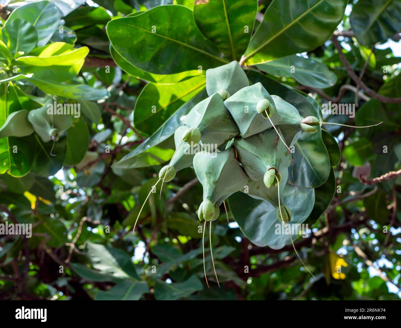 Keben, Barringtonia asiatica Frucht, Fisch Giftbaum, Meeresgiftbaum, Mangrovenbaum Stockfoto