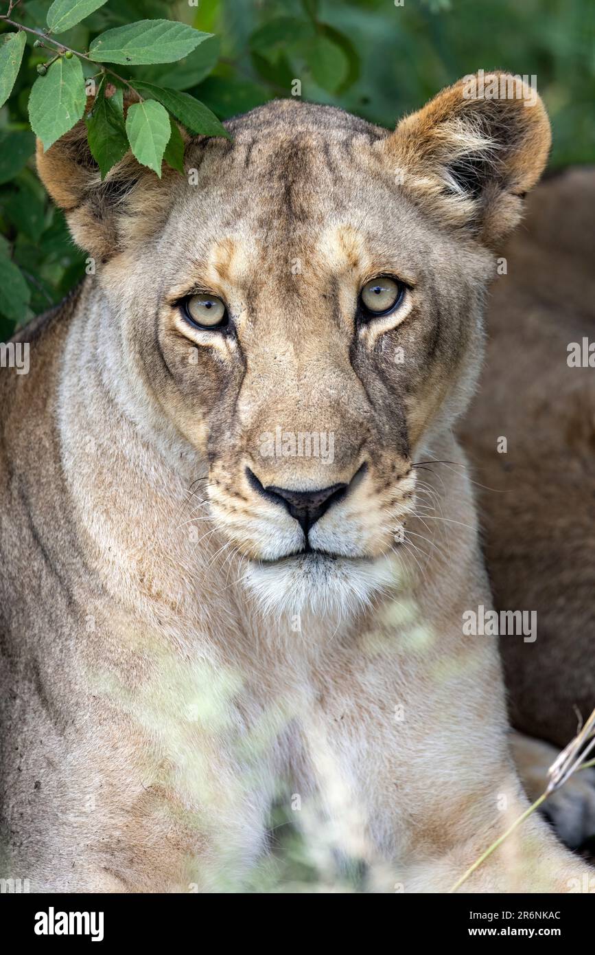 Nahaufnahme des weiblichen Löwen (Panthera leo) - Onguma Game Reserve, Namibia, Afrika Stockfoto