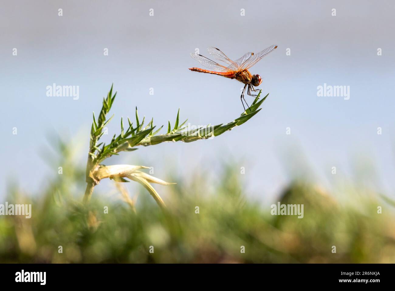 Rothäute (Trithemis arteriosa) – Onguma Game Reserve, Namibia, Afrika Stockfoto