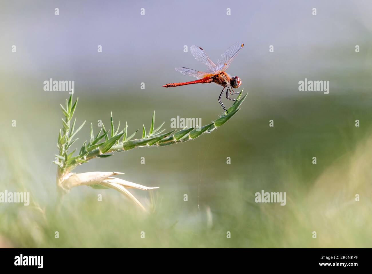 Rothäute (Trithemis arteriosa) – Onguma Game Reserve, Namibia, Afrika Stockfoto
