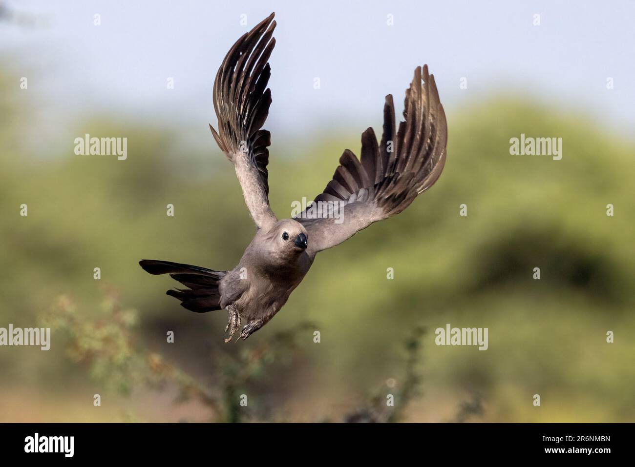Grauer Go-Away-Vogel (Corythaixoides concolor) im Flug – Onkolo Hide, Onguma Game Reserve, Namibia, Afrika Stockfoto