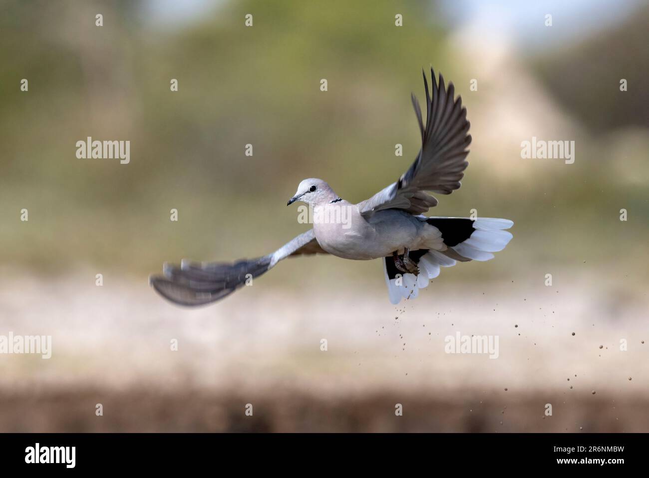 Ringkopftaube (Streptopelia capicola) oder Kapschildkrötentaube im Flug - Onkolo Hide, Onguma Game Reserve, Namibia, Afrika Stockfoto