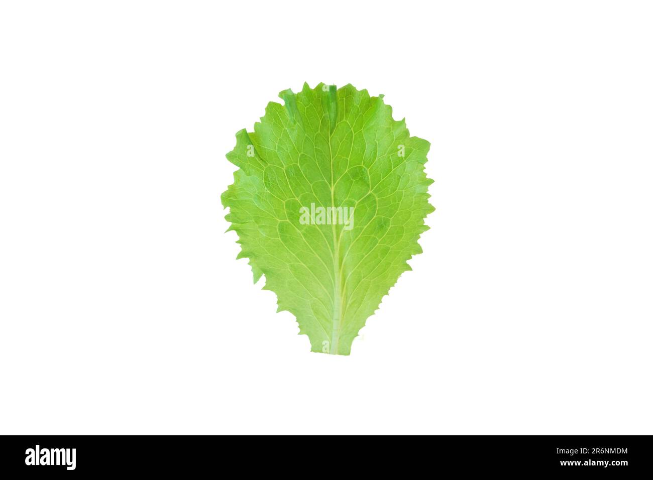 Salatblätter aus grünem Salat, isoliert auf weiß. Lactuca sativa frisches Blattgemüse. Stockfoto