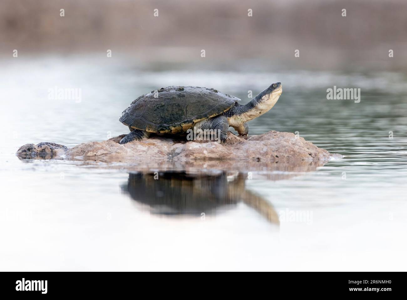 Marsh Terrapin (Pelomedusa subrufa) am Wasserloch im Onkolo Hide - Onguma Game Reserve, Namibia, Afrika Stockfoto