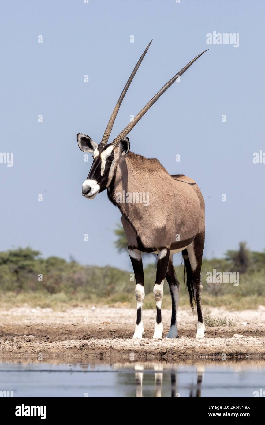 Gemsbok oder Oryx (Oryx Gazella) – Onkolo Hide, Onguma Game Reserve, Namibia, Afrika Stockfoto