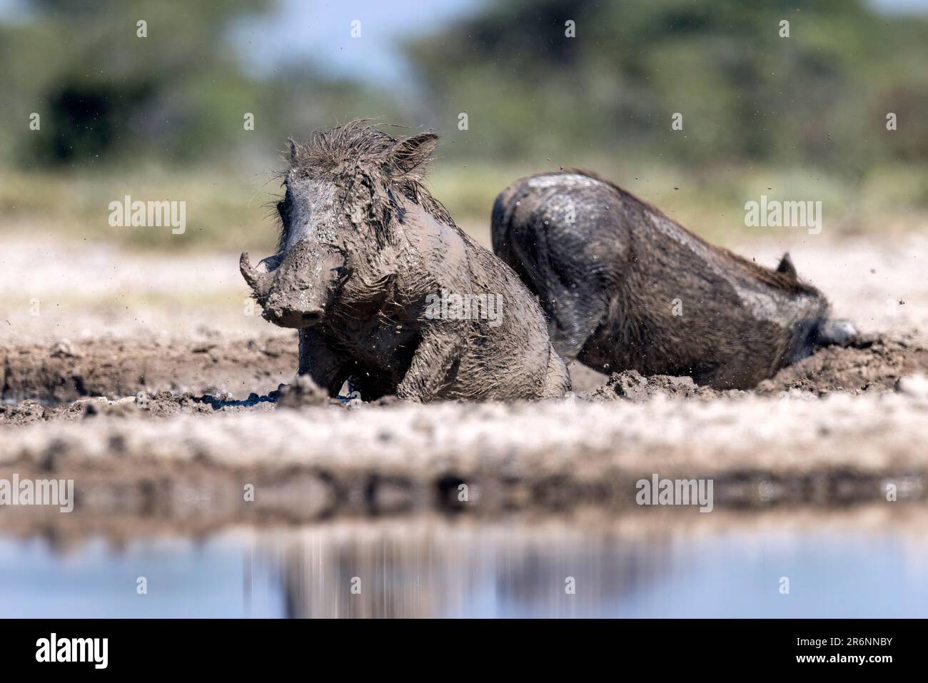 Gemeine Warzenschweine (Phacochoerus africanus), die ein Schlammbad nehmen - Onkolo Hide, Onguma Wildreservat, Namibia, Afrika Stockfoto