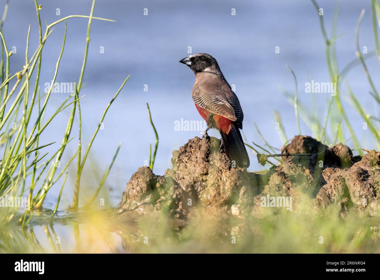Schwarzmaskenwachs (Brunhilda erythronotos) – Onguma Game Reserve, Namibia, Afrika Stockfoto
