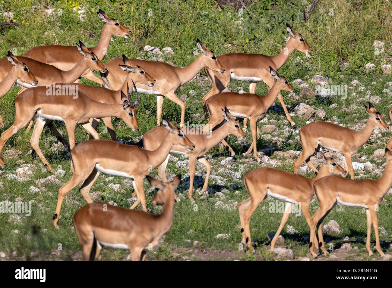 Herde von Impala (Aepyceros melampus) im Zeltlager, Onguma Wildreservat, Namibia, Afrika Stockfoto