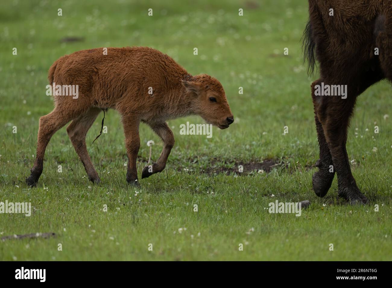 Lamar Valley Bisonkalb, Yellowstone-Nationalpark Stockfoto