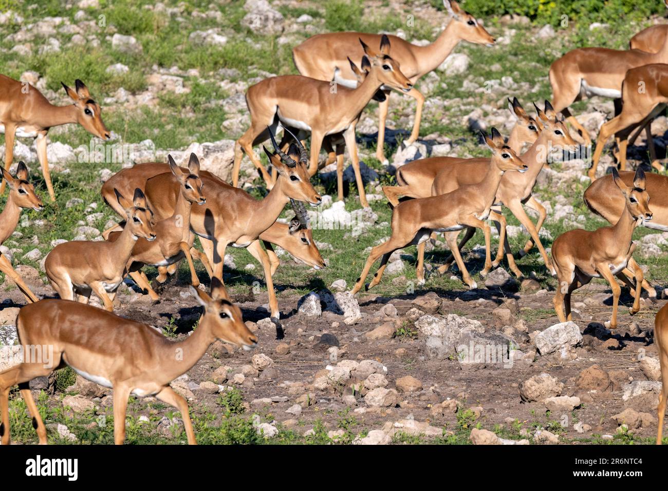 Herde von Impala (Aepyceros melampus) im Zeltlager, Onguma Wildreservat, Namibia, Afrika Stockfoto