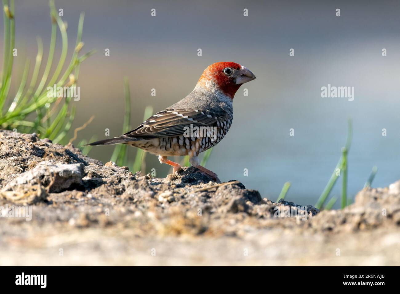 Rotkopffink (Amadina erythrocephala) – Onguma Game Reserve, Namibia, Afrika Stockfoto
