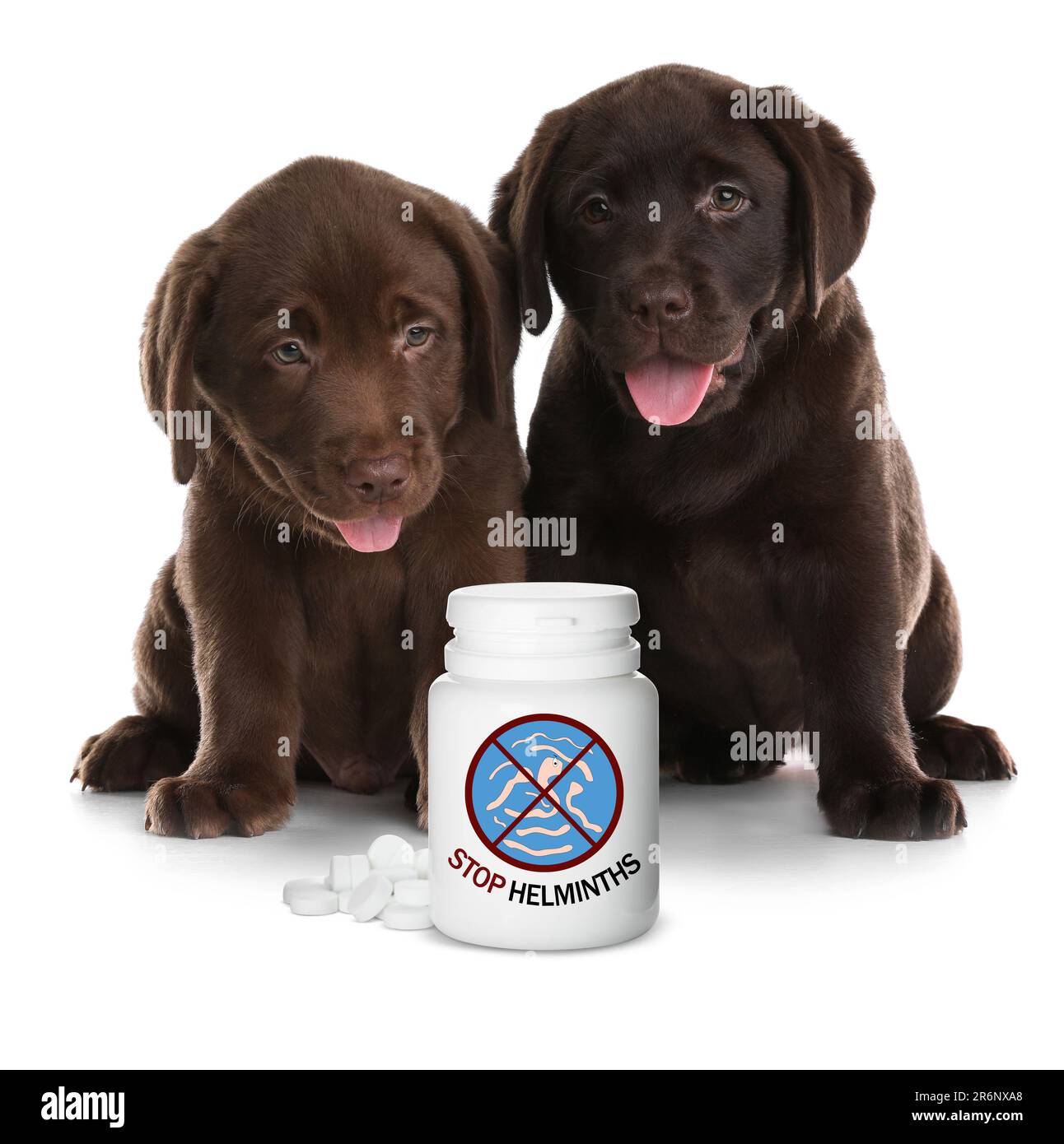 Entwurmung. Schokolade Labrador Retriever Welpen und medizinische Flasche mit Anthelminthika auf weißem Hintergrund Stockfoto