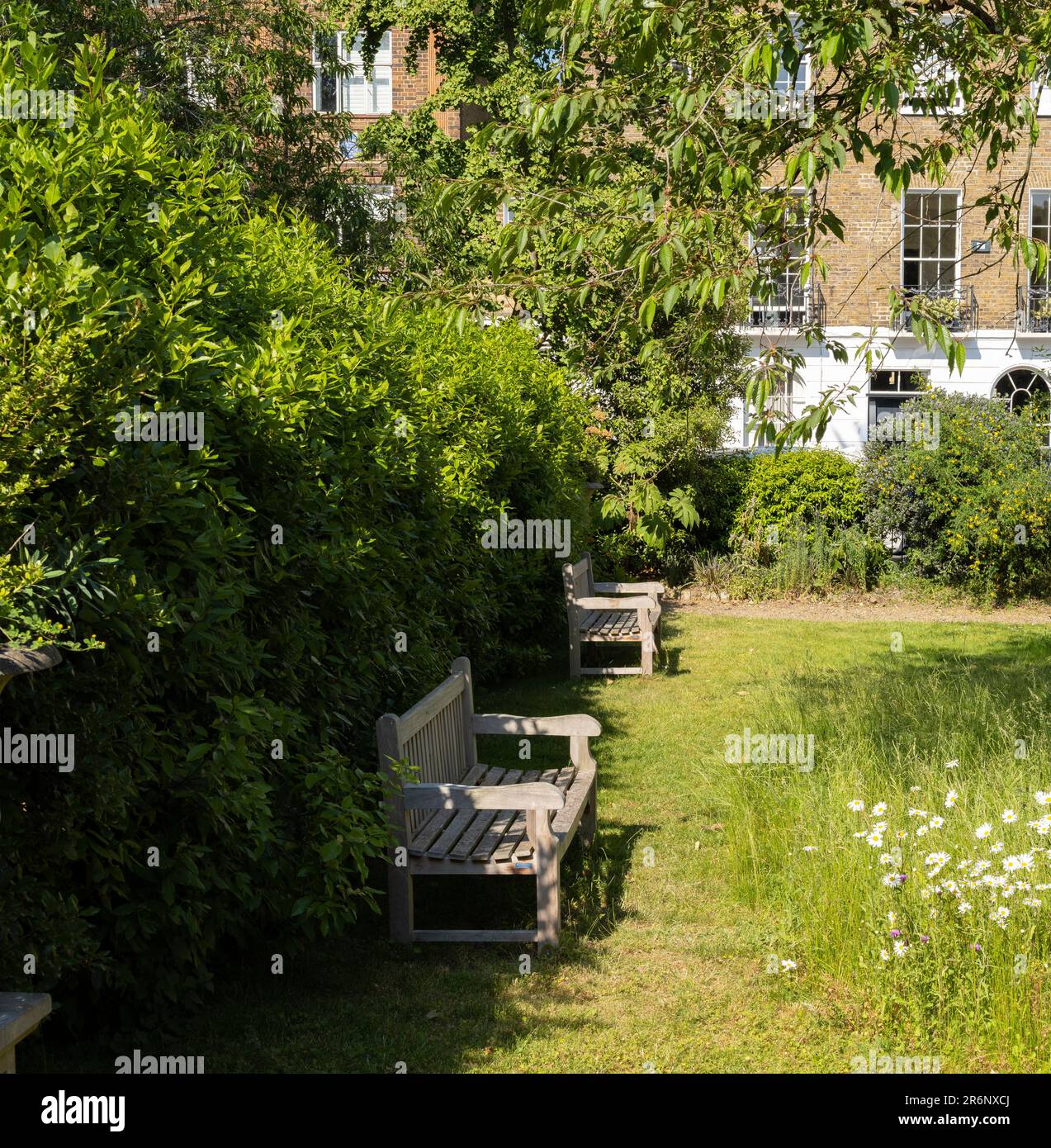 Der Garten des Paultons Square, abseits der Kings Road, Chelsea, London; ein ruhiger, abgeschiedener Gartenplatz mit Bänken und Bäumen über dem Rasen Stockfoto