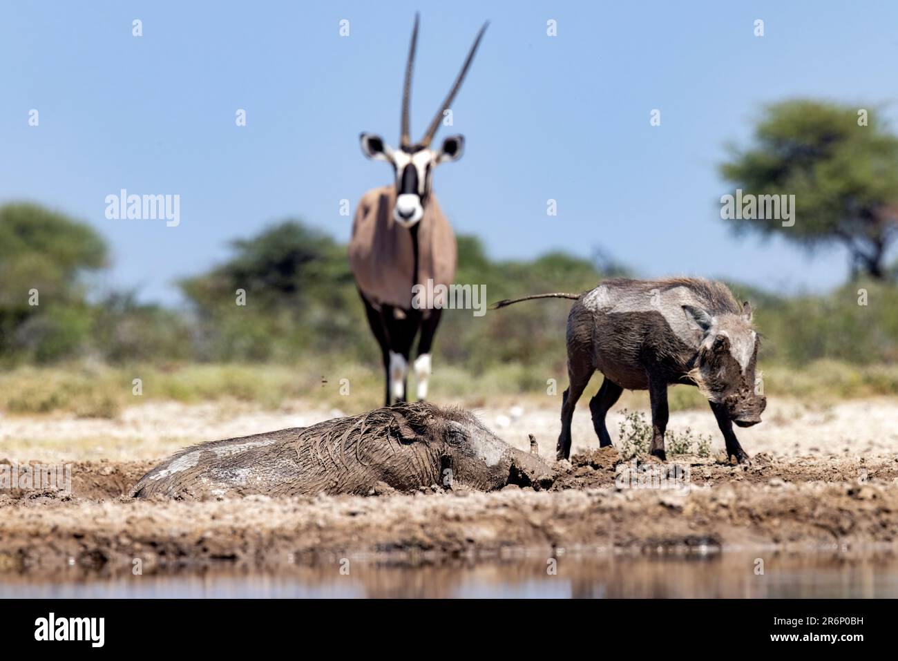 Schlamm bedeckte gemeine Warzenschweine (Phacochoerus africanus) mit südafrikanischer Oryx (Oryx Gazella) im Hintergrund - Onkolo Hide, Onguma Game Reserve, Nami Stockfoto